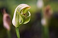 Pterostylis curta