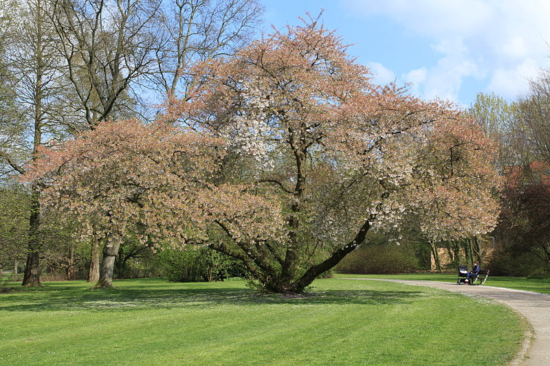 File:Bochum Langendreer - Volkspark 03 ies.jpg