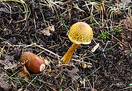 Helvella crispa