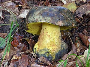 Ox bolete (Imperator torosus)