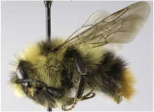 Bombus frigidus. PNG