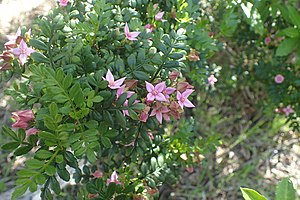 Boronia alata flowers 01.jpg