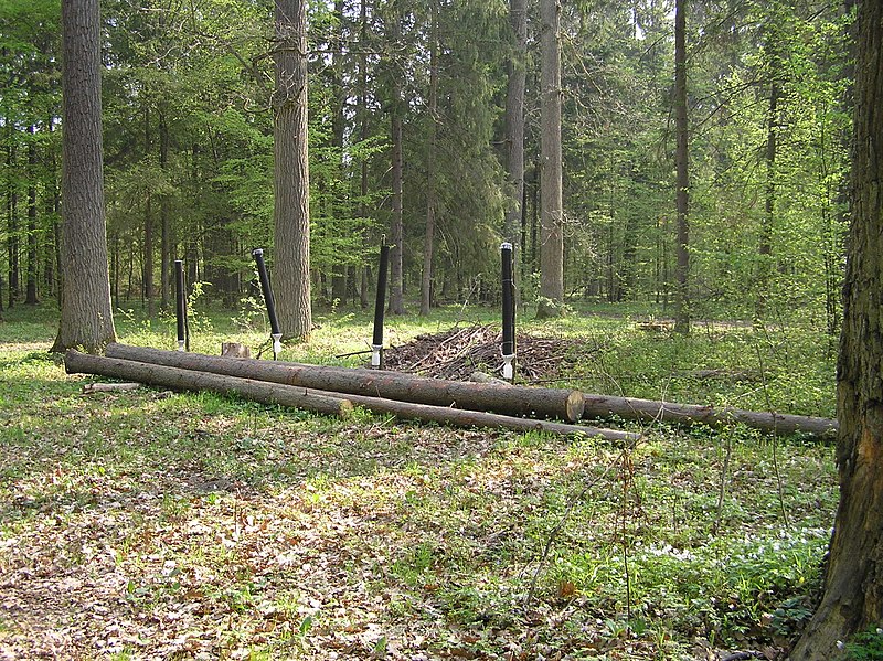 File:Borregaard traps 1 for ips typographus bialowieza forest beentree.jpg