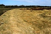 The earth-rampart of the Borremose Fortification. Borremose volden.jpg