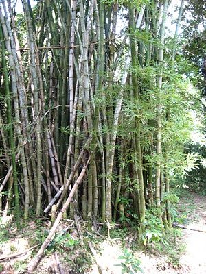 Bambusoideae: Descripción, Usos, Taxonomía