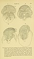 Brain and body of fish; a study of brain pattern in relation to hunting and feeding in fish (1940) (20413671631).jpg