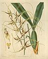 Brassia caudata plate 3451 in: Curtis's Bot. Magazine (Orchidaceae), vol. 62, (1835)