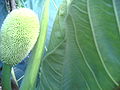 A young breadfruit