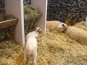 Suuntaa-antava kuva artikkelista Causses du Lot (lammasrotu)