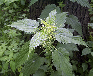 <i>Urtica dioica</i> species of plant