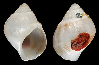 <i>Bridouxia giraudi</i> Species of gastropod