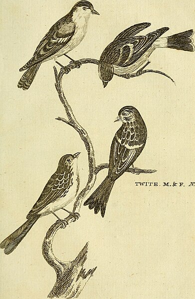 File:British zoology (1776) (20425339691).jpg