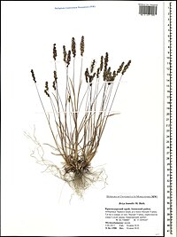 Briza humilis (Herbarium universitatis mosquensis, MW0637989).jpg