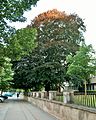 Čeština: Památný strom - buk lesní červenolistý na okraji areálu Veterinární a farmaceutické univerzity Brno, na Palackého třídě. Celkový pohled od severu.