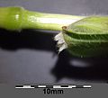 Stipe with leaf and fringed, hairy ligule