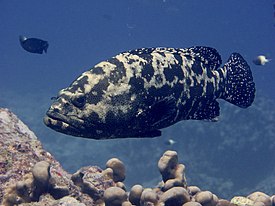 Pește - Wikipedia