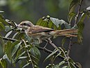 aves De Argentina