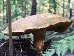 Buchwaldoboletus hemichrysus