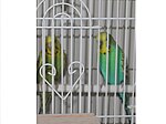 Budgerigars in a cage.jpg