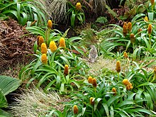 Bulbinella rossi and Australasian pipit.jpg