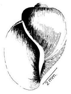 <i>Bulinus natalensis</i> species of mollusc