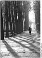 Bundesarchiv Bild 183-1982-1102-020, Berlin, Stadtpark Biesdorf, Baumschatten.jpg