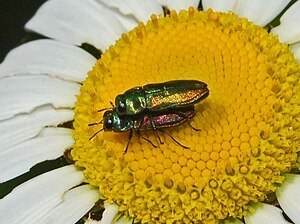 Buprestidae - Anthaxia thalassophila.JPG