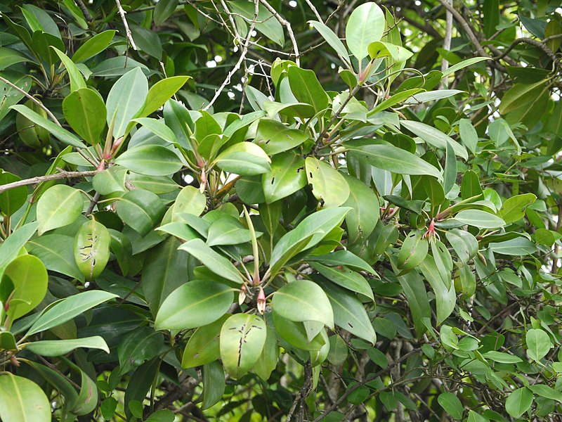 File:Burma mangrove (5929371426).jpg