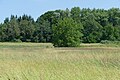 * Nomination Trees in the protected landscape area of Steinberg in Gilching, Bavaria, Germany --Kritzolina 08:49, 28 June 2024 (UTC) * Promotion Good quality but the image is a bit tilted. Can you fix it please? --El Golli Mohamed 14:22, 28 June 2024 (UTC) I tried, but it is a bit tricky, as there also is a slight slope. Thanks for the review! --Kritzolina 14:41, 28 June 2024 (UTC)