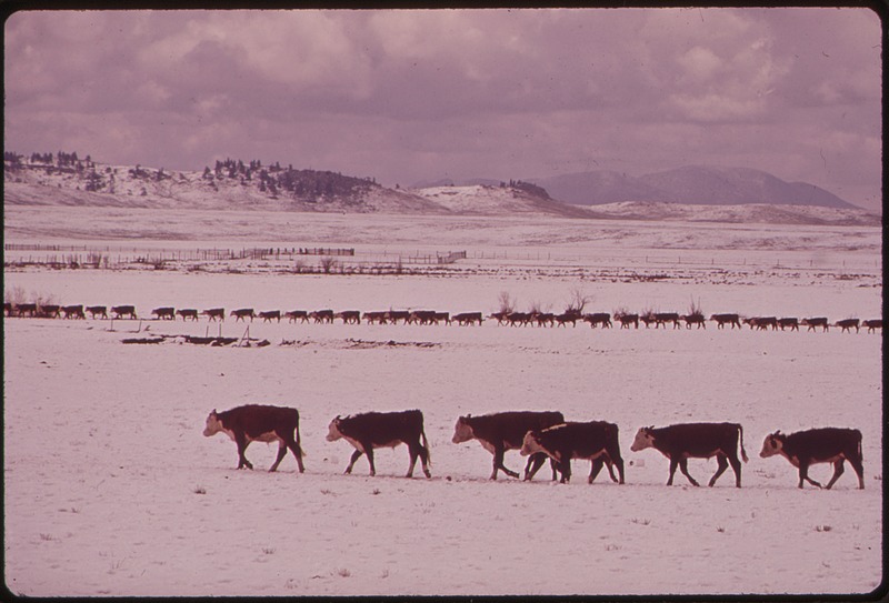 File:CATTLE - NARA - 543732.tif