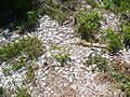 Shells visible through vegetation