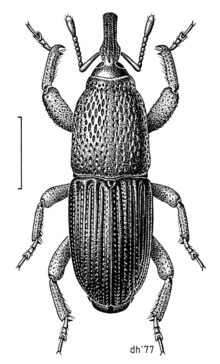 COLE Curculionidae Sitophilus granarius.png