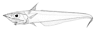 <span class="mw-page-title-main">Kermadec rattail</span> Species of fish