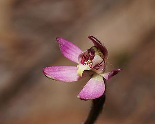 <i>Caladenia pusilla</i> Species of orchid