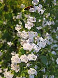 Miniatura per Clinopodium nepeta