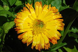 Calendula officinalis L.JPG