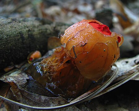 Tập_tin:Calostoma_cinnabarina_18252_crop.jpg