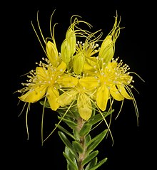 Calytrix aurea - Flickr - Kevin Thiele (1).jpg