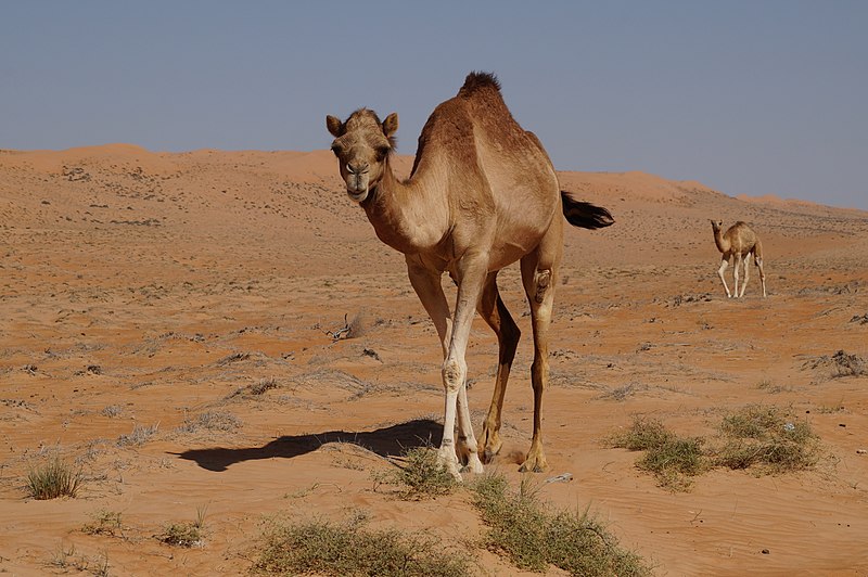 File:Camels in Wahiba Sands 03.jpg