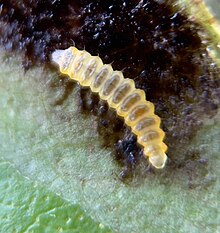 Yellow and brown Cameraria picturatella moth larvae on a leaf