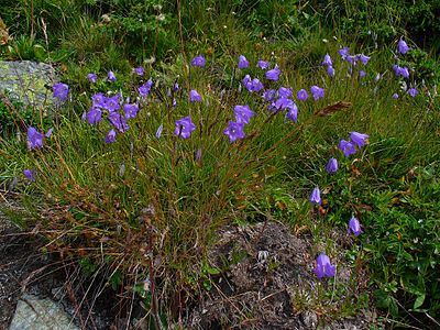 Campanula scheuchzeri Habitus