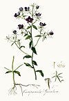 Campanula speculum — Flora Batava — Volume v3.jpg