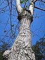 Tronc de Camptotheca acuminata