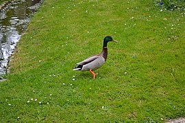 Canard colvert au Jardin Massey de Tarbes (02).jpg