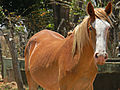 Thumbnail for Venezuelan Criollo horse