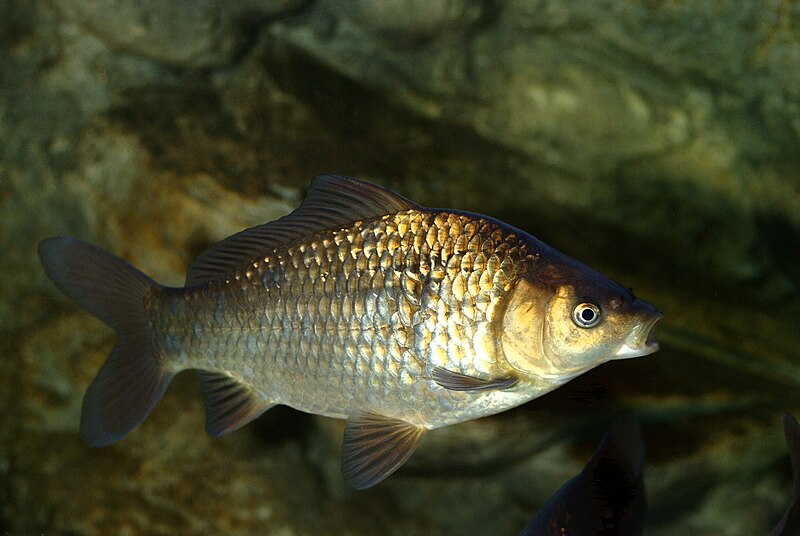 File:Carassius carassius2.jpg