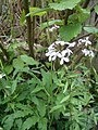 Cardamine bulbifère