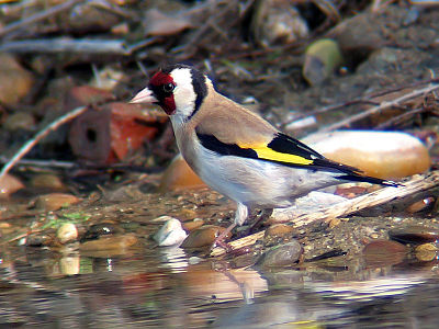 Carduelis c. parva. Ino. Hispanio.