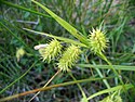 Carex hystericina NRCS-1.jpg