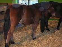 En un puesto de paja en una sala de exposiciones, un caballo bayo está tres cuartos hacia atrás, con la cabeza hacia otro congénere en la parte posterior.